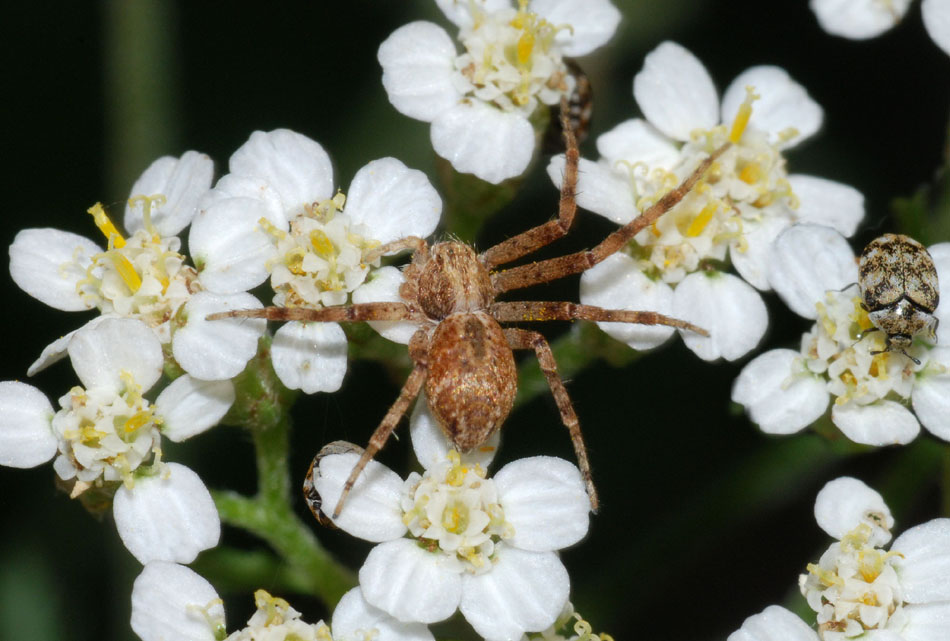 Philodromus sp.